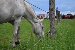 Weidezaun Info - Pferd hinter Zaun