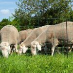 Weidezaun Info - Schafe hinter Weidenetz