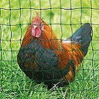 Huhn hinter Geflügelzaun / Weidezaun für Hühner