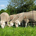 Schafe hinter Weidenetz